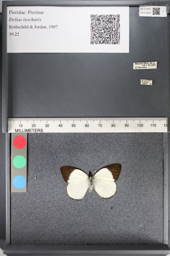 Media type: image;   Entomology 131823
